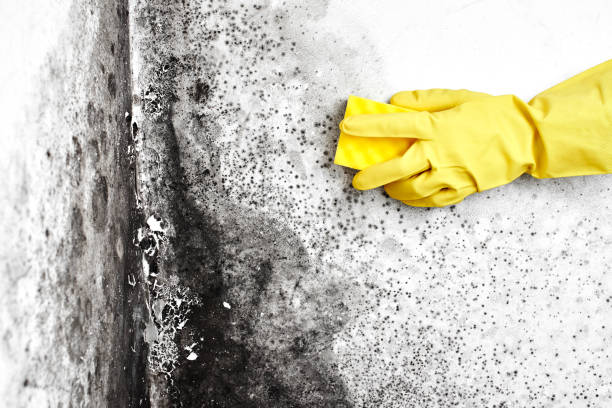 Best Certified Mold Removal  in Chebanse, IL
