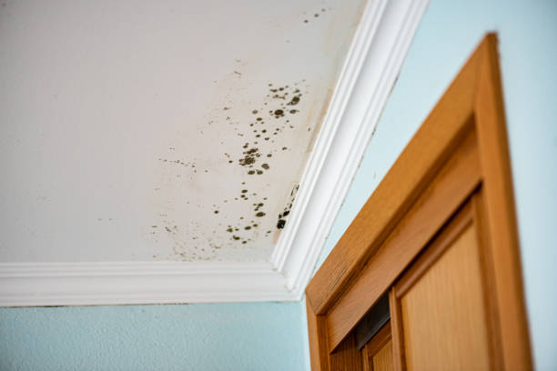 Best Emergency Mold Removal  in Chebanse, IL