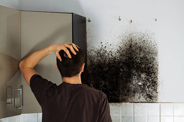 Professional Mold Removal in Chebanse, IL