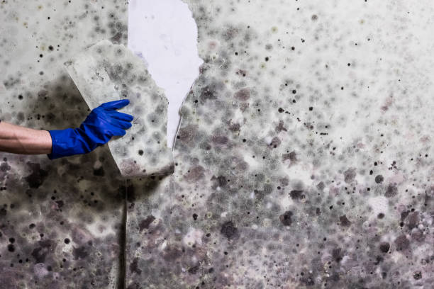 Best Mold Cleaning Services  in Chebanse, IL