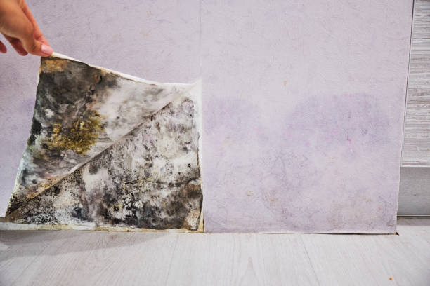 Best Attic Mold Removal  in Chebanse, IL